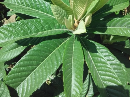 很多“阳过”的人都不知道，枇杷叶除了煮水喝，还有哪些使用方法(枇杷叶煮水外洗的功效)